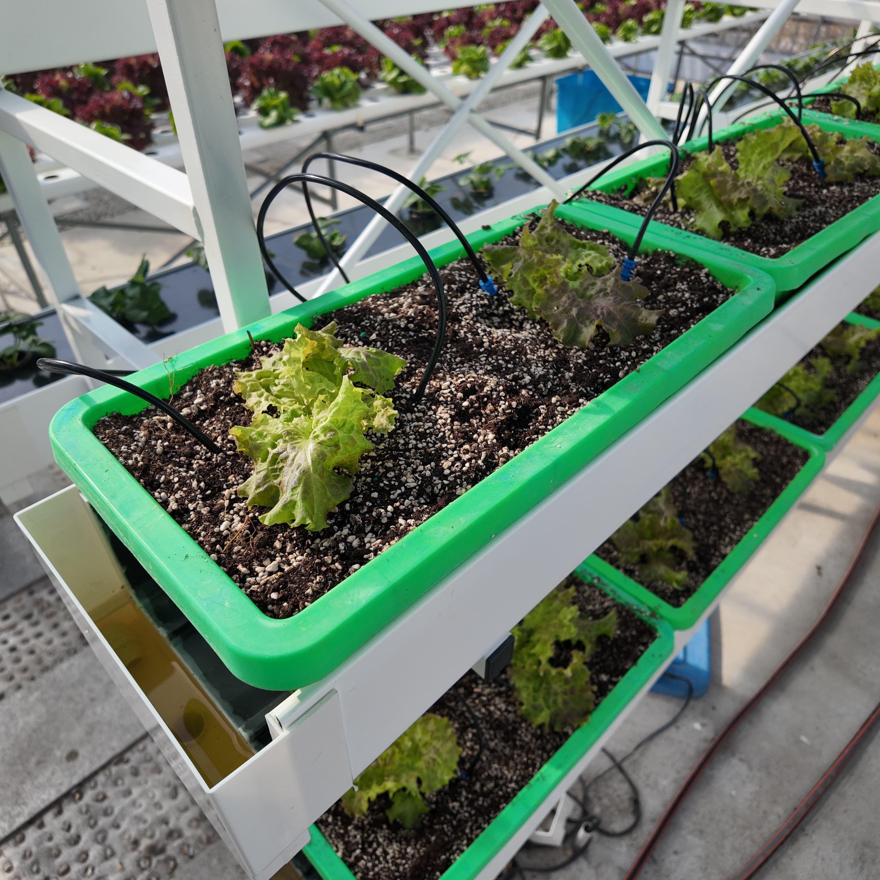 一体双培设备产品图 (16).jpg