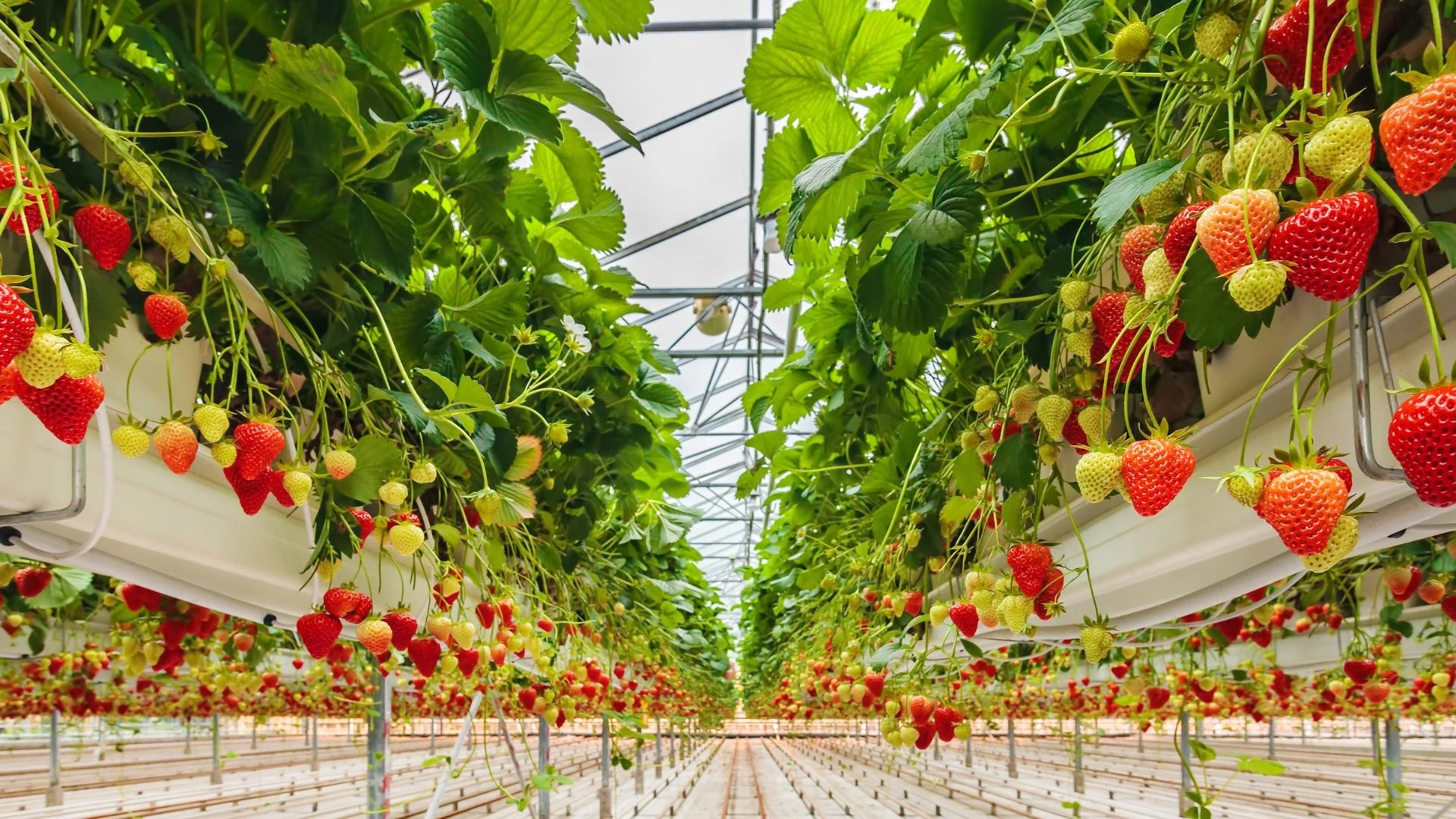Strawberry Greenhouse Background .jpg