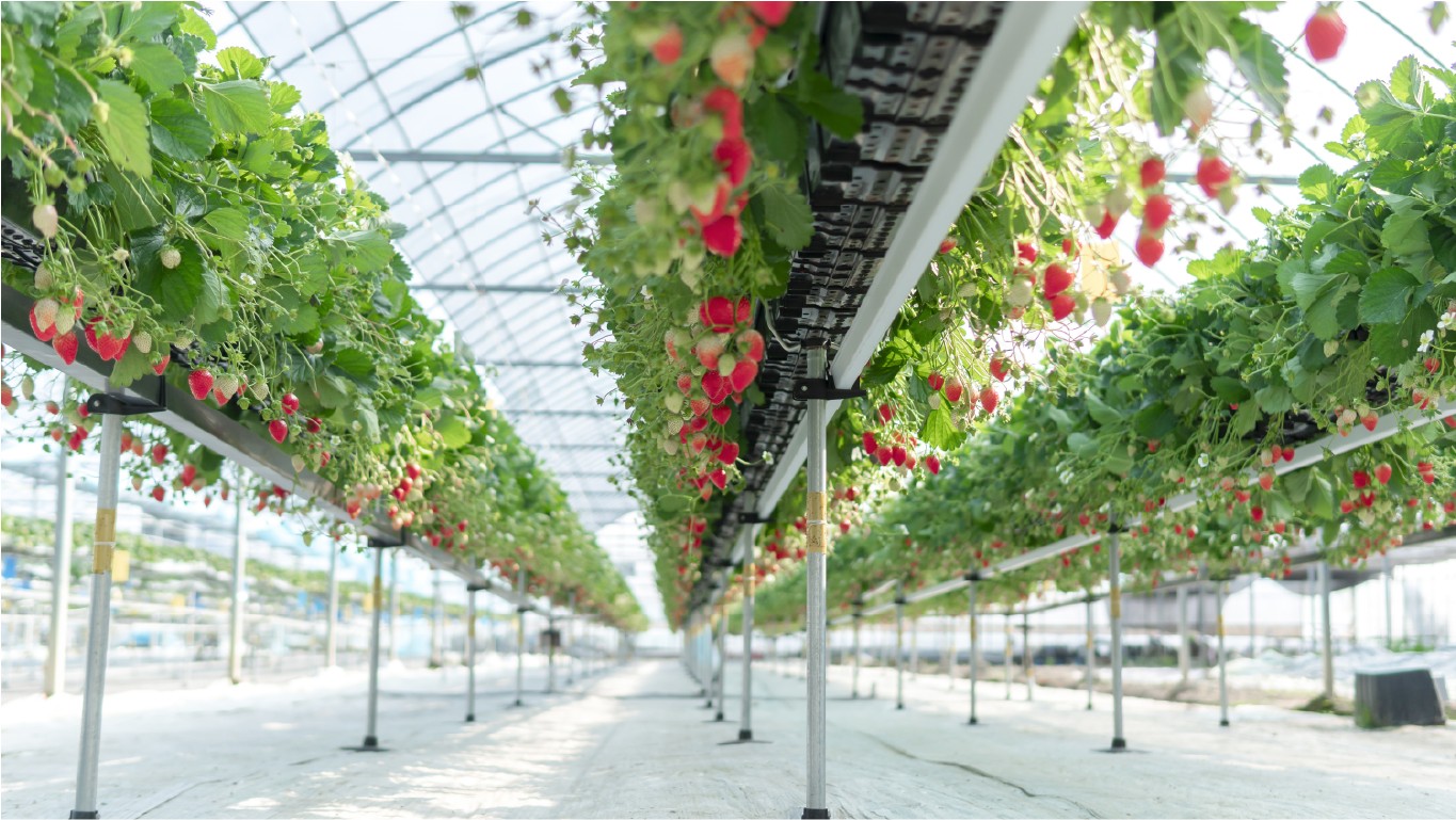 Strawberry-Tabletop-System-Plantlogic.jpg